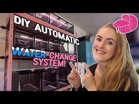 DIY Automatic Water Change System for my Betta Fis My auto water change betta fish breeding rack plumbing is DONE! I did a pretty good explanation on e