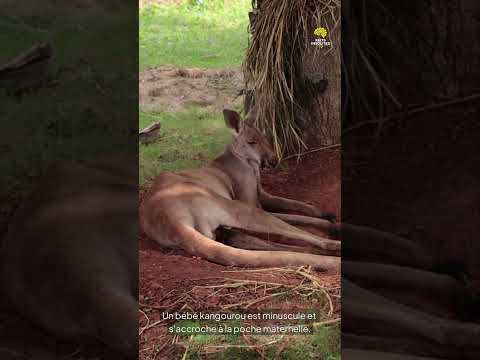 Faits Insolites n°25 #faitsinsolites#leSavaisTu #incroyableMaisVrai#funfact#shorts