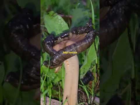 Nấm gì đen đen #short