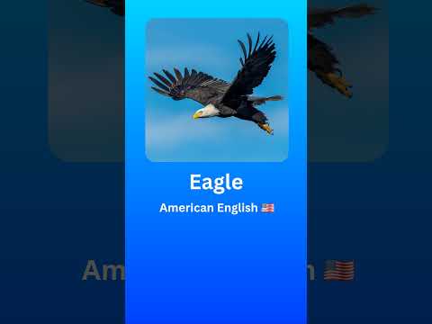 How to Pronounce Eagle (American English 🇺🇲) #2024 #language #pronunciation #English #Eagle