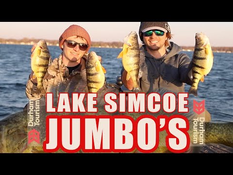 giant lake simcoe jumbo perch