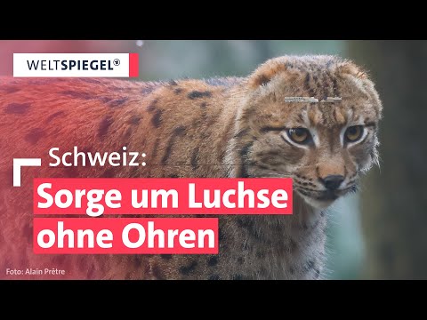 Luchs-Population in Gefahr: Inzucht sorgt für Gendefekte | Weltspiegel