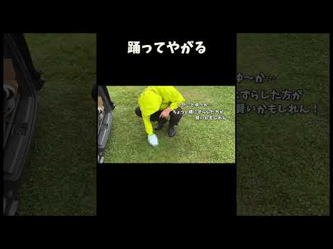 柴犬と一緒に踊る楽しさを体験しよう サムネイル