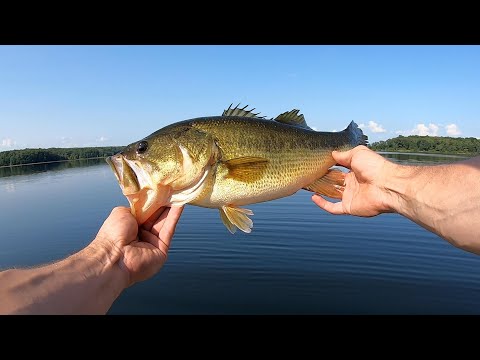 Summer Fishing Medussa Lures and White Chatterbaits