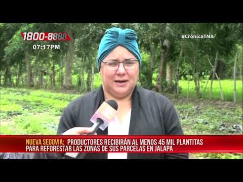 84 mil árboles para dinamizar la economía de productores en Jalapa – Nicaragua