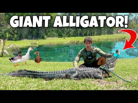 THIS Was LIVING In My POND & EATING My PETS!! In this video, We remove a gaint 9ft alligator out of my backyard pond that was eating my ducks!! 

