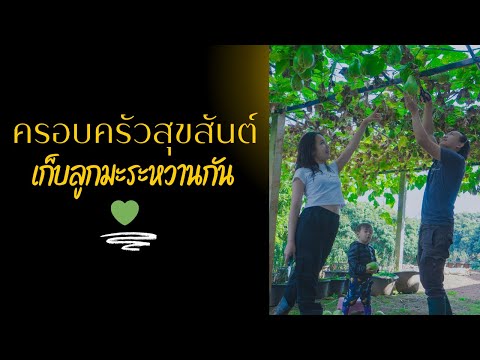 ครอบครัวสุขสันต์มาเก็บลูกมะระ