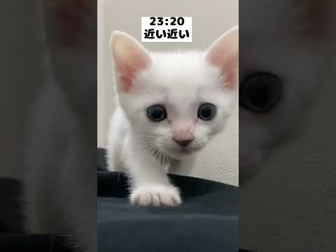 人間の体に上るのが好き過ぎる赤ちゃん猫の夜ルーティン