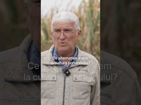 Ce alternative avem la cultura porumbului🌽🌽? #porumb #ferma #seceta
