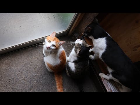 猫の動画サムネイル - 野良猫とちろぽんさばじろうちょび　250702