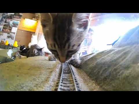 Tiny Paws, Big Dreams: Kittens Run Free in a Diorama World