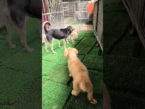 新來的吉娃娃老奶奶 美女 第一次到庭園散步，立刻引起米克斯老奶奶 寶貝 及臘腸老爺爺 牛奶的注意與好奇，老狗狗們打完招呼認識，相處融洽