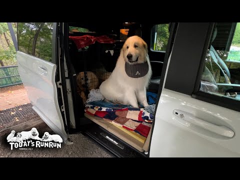 ルンルン号の席替えをして広いスペースで快適になったアランです Great Pyrenees グレートピレニーズ