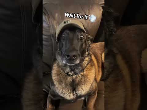 funny reaction of dogs when they hear farts 😂