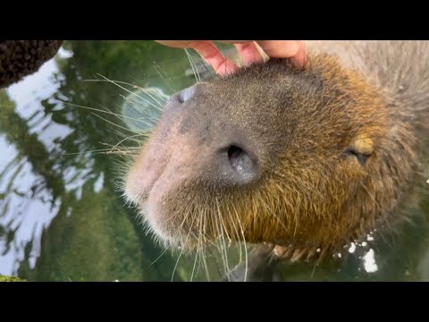 久しぶりに会った時の水中なでなで→コロンのカピバラ【Gentle capybara relaxing rolling in water】