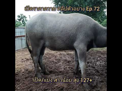 เปิดราคาควาย-คลิปตัวอย่าง-Ep.7 เปิดราคาควาย-คลิปตัวอย่าง-Ep.7