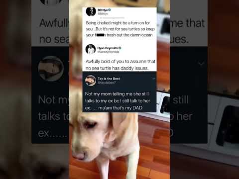 #memes #story #dog #shorts #pets