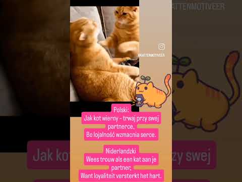 Wees trouw als een kat aan je partner,Want loyaliteit versterkt het hart.🙀😸#trouw#liefde #dc