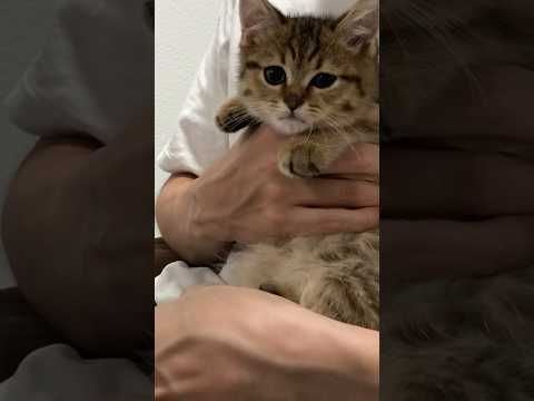 猫の動画サムネイル - 【秘蔵映像】トイレを盛大にミスったやんちゃ坊主　#shorts