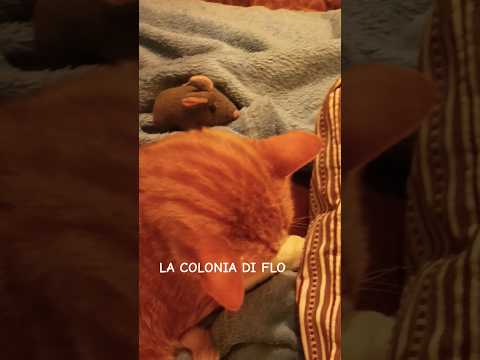Novità: Cat Couchsurfing! #shorts #funnycats #hilariouscats #funnyvideo #couchsurfing