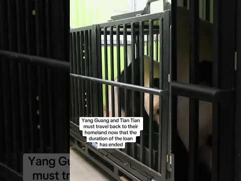 Giant pandas shown cage they will fly in