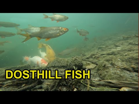 Dosthill Divesite (Fish species) How many fish species can you spot at Dosthill Dive Site

Donate to the channel here_ https_//www.bu