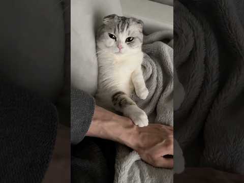 猫の動画サムネイル - 😽🫳 #cat #猫