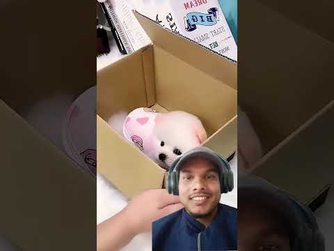 #All My Pets, One Big Hug#Caught with a Handful of Happiness#Fluffy Squad Goals #hungergamestiktok