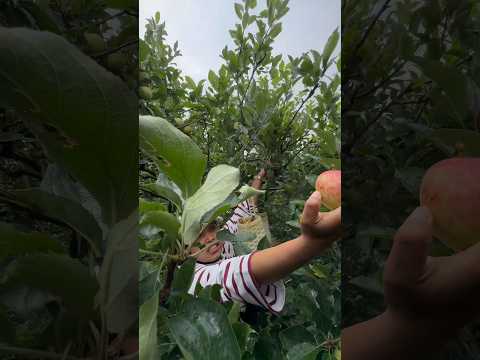 AYANG METIK APEL ORANG