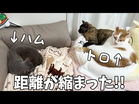 猫の動画サムネイル - ハムちゃんとトロしゃんの距離がここまで縮まりました！