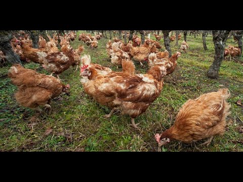Grippe aviaire : plus de 770.000 volailles abattues depuis l'été