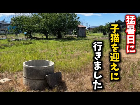 猫の動画サムネイル - 下手したら死んじゃう…猛暑日の中での子猫保護現場