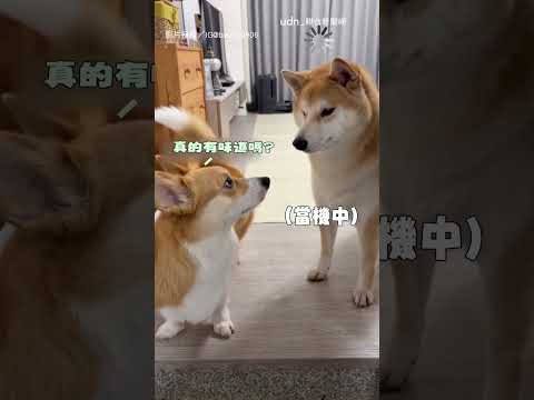 【反應爆笑】柴柴聞耳朵嫌臭跳起 柯基一臉心寒超受傷｜柴犬｜柯基｜聞耳朵｜臭味｜搞笑｜可愛
