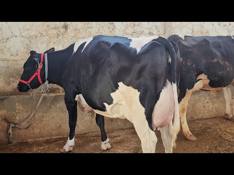 بقر الهولشتاين السلالة النقية الاصلية انتاج الحليب يصل الي 50كيلو مزرعة ابوصلاح الحموي بتاريخ 9/26