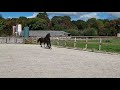 Cheval Diverse (jonge) paarden: dressuur en springgefokt, beleerd en onbeleerd