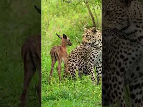 never कंपरमेशन technology ya