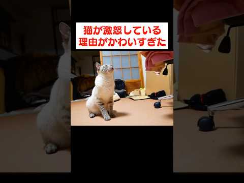 飼い主に甘えたすぎて不機嫌になっちゃう猫がかわいい