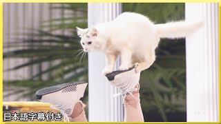 動画サムネイル