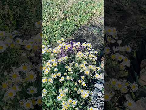 Гарний бурʼян#рослини #садівництво #українськийютуб