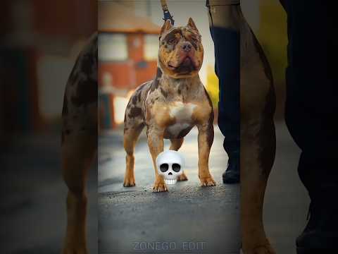 Black animals have become so dangerous ☠️