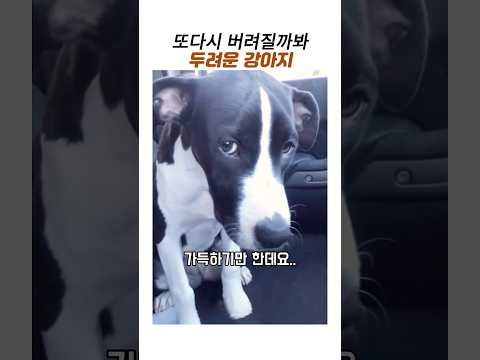 보호소 <strong>입양</strong> 첫날 또 버려질까 두려운 강아지#유기견#보호소 <strong>입양</strong>#감동 동물