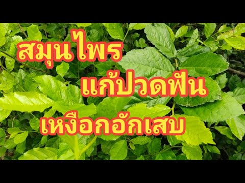 แก้ปวดฟัน-ฝันผุ-เหงือกอักเสบ-ฆ แก้ปวดฟัน-ฝันผุ-เหงือกอักเสบ-ฆ