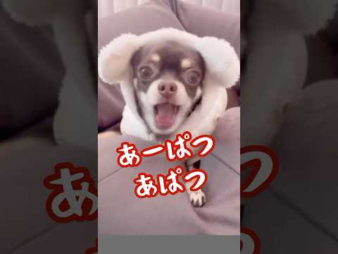 あーぱつあぱつ🎶流行りのAPT.を歌うココさん　#shorts #apt #犬# ペット#チワワ #ちわわ