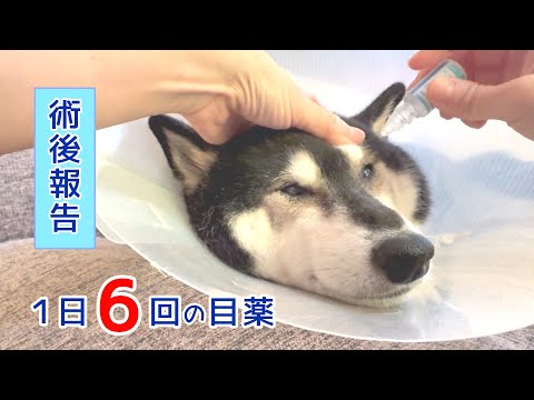 柴犬大河の術後状況と点眼治療の経過について サムネイル