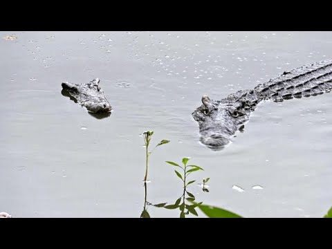 Veszélyben a kubai krokodil