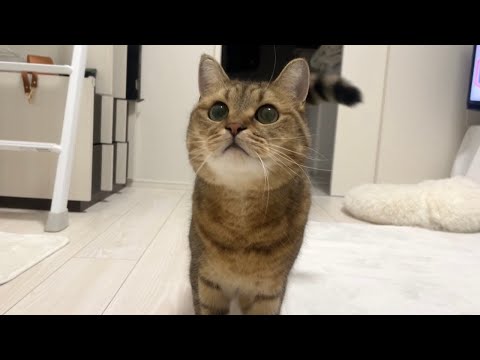 猫の動画サムネイル - なんだか楽しそうにルンルン歩きで近づいてくる猫が可愛すぎる…