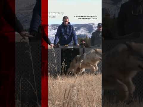 Moment grey wolves reintroduced into Colorado's Rocky Mountains. #Shorts #Wolves #Colorado #BBCNews