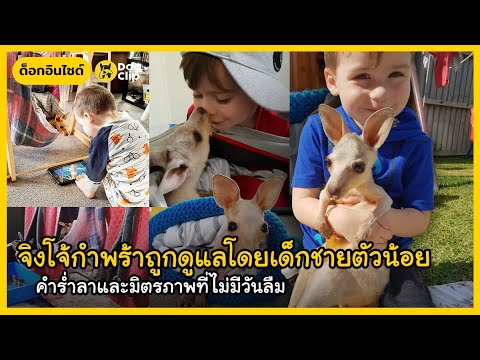 จิงโจ้กำพร้าถูกดูแลโดยเด็กชายต จิงโจ้กำพร้าถูกดูแลโดยเด็กชายต