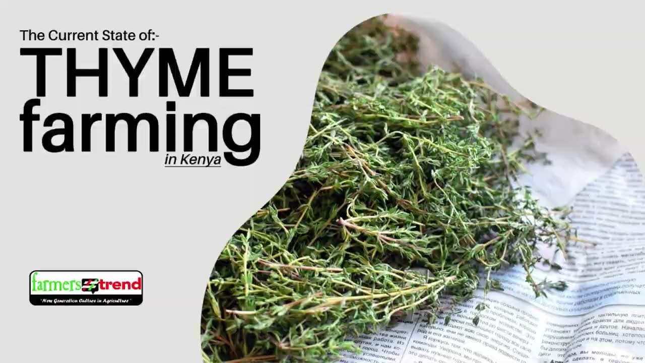 Eggplant Farming In Kenya How To Cultivate Farmers Trend