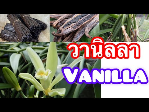 ฟาร์มวานิลลาเป็นแบบนี้Vanill